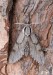 lišaj borový (Motýli), Sphinx pinastri (Lepidoptera)